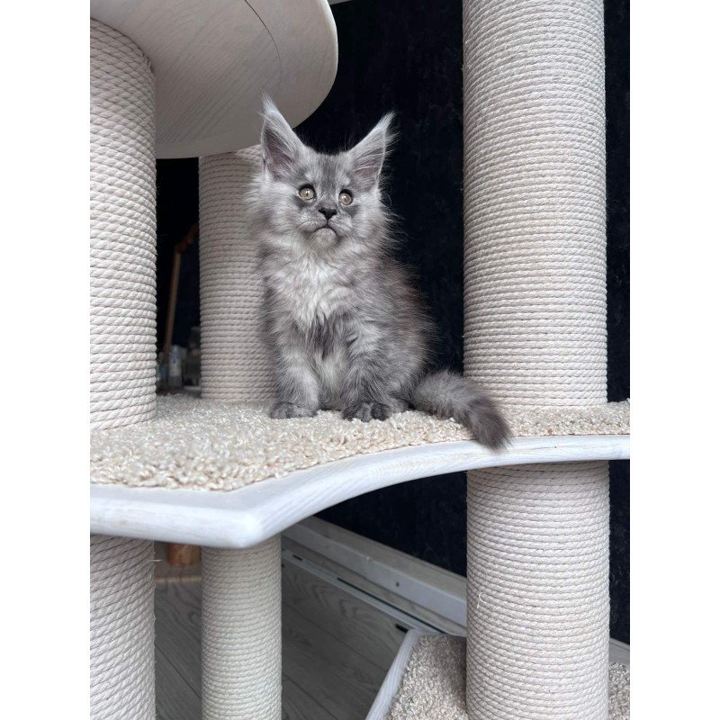 Maine Coon NOV Оlea