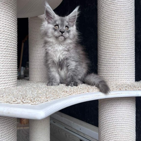 Maine Coon NOV Оlea