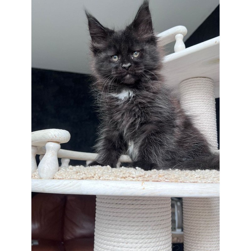 Maine Coon NOV Onix