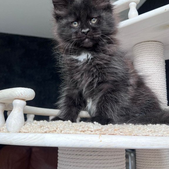 Maine Coon NOV Onix