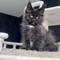 Maine Coon NOV Onix