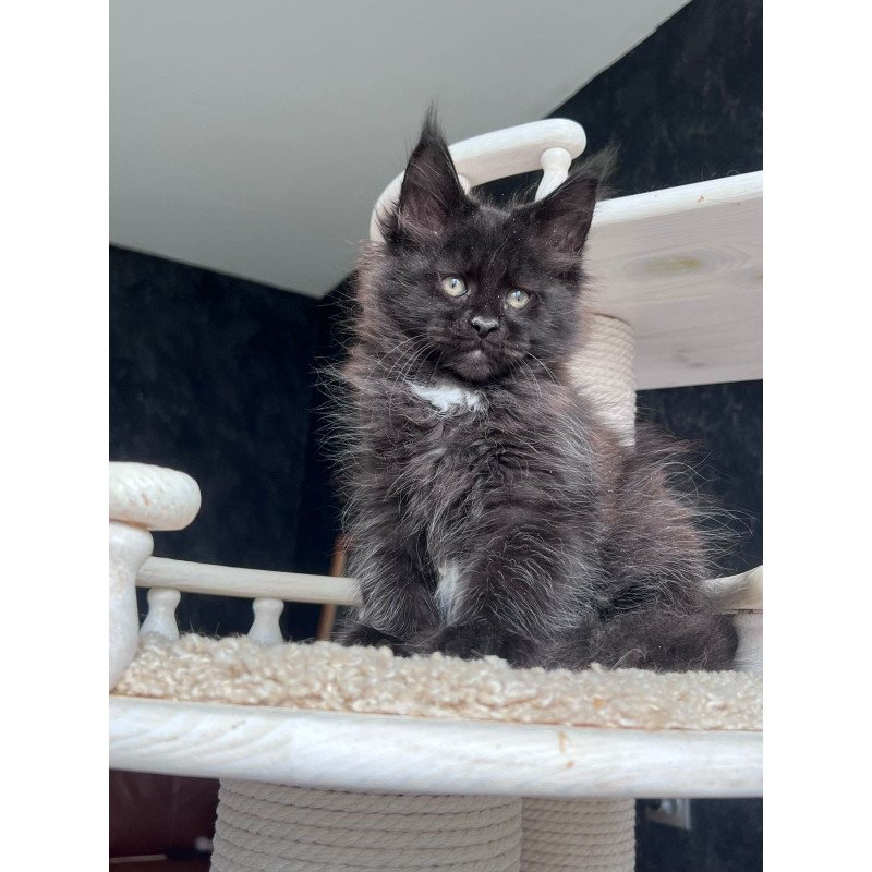 Maine Coon NOV Onix