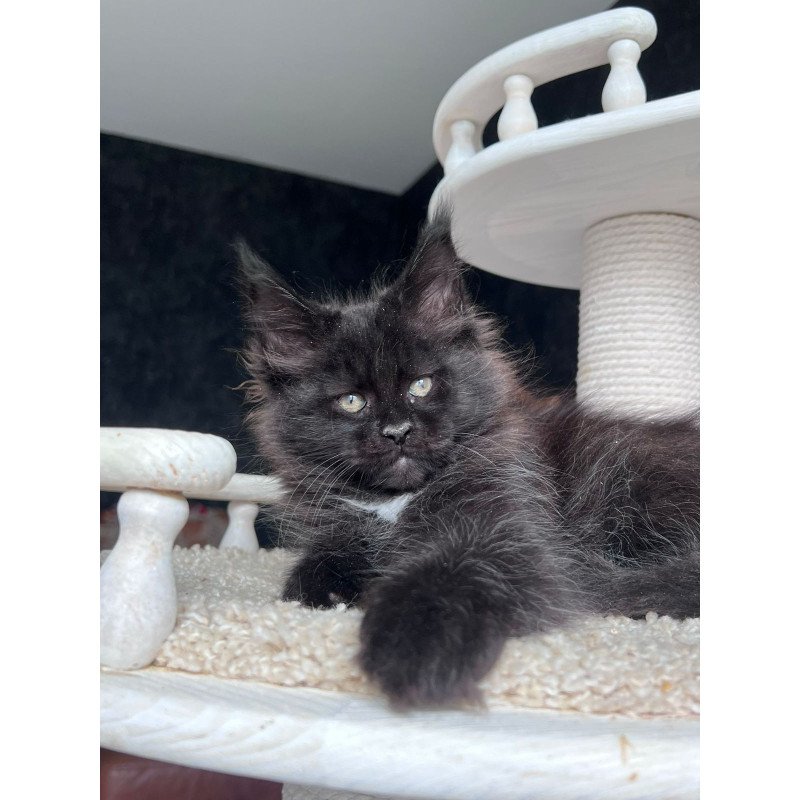 Maine Coon NOV Onix