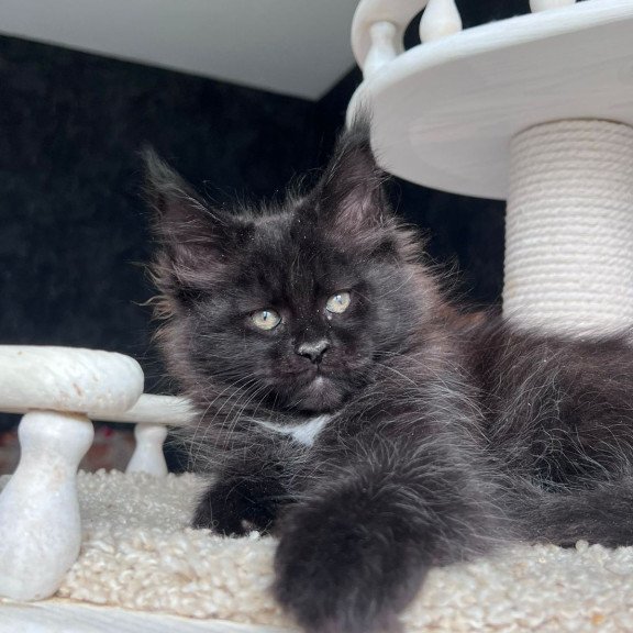 Maine Coon NOV Onix