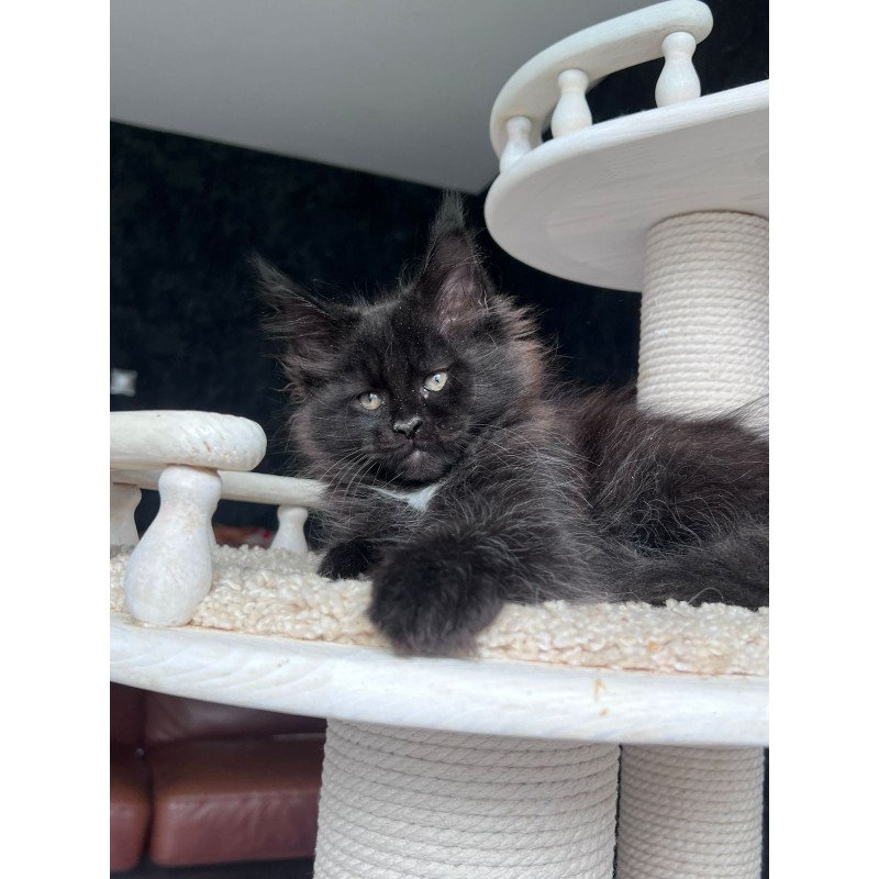 Maine Coon NOV Onix