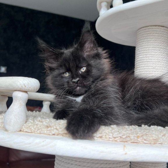 Maine Coon NOV Onix