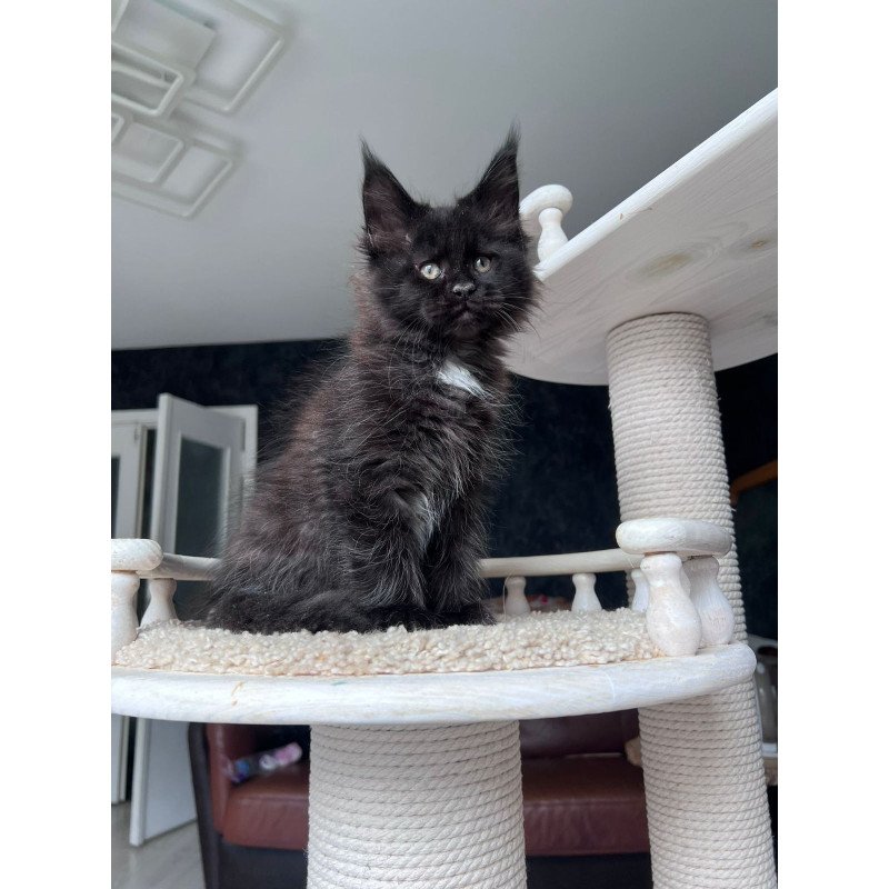 Maine Coon NOV Onix