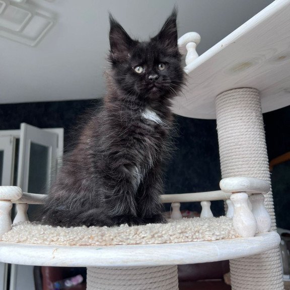 Maine Coon NOV Onix