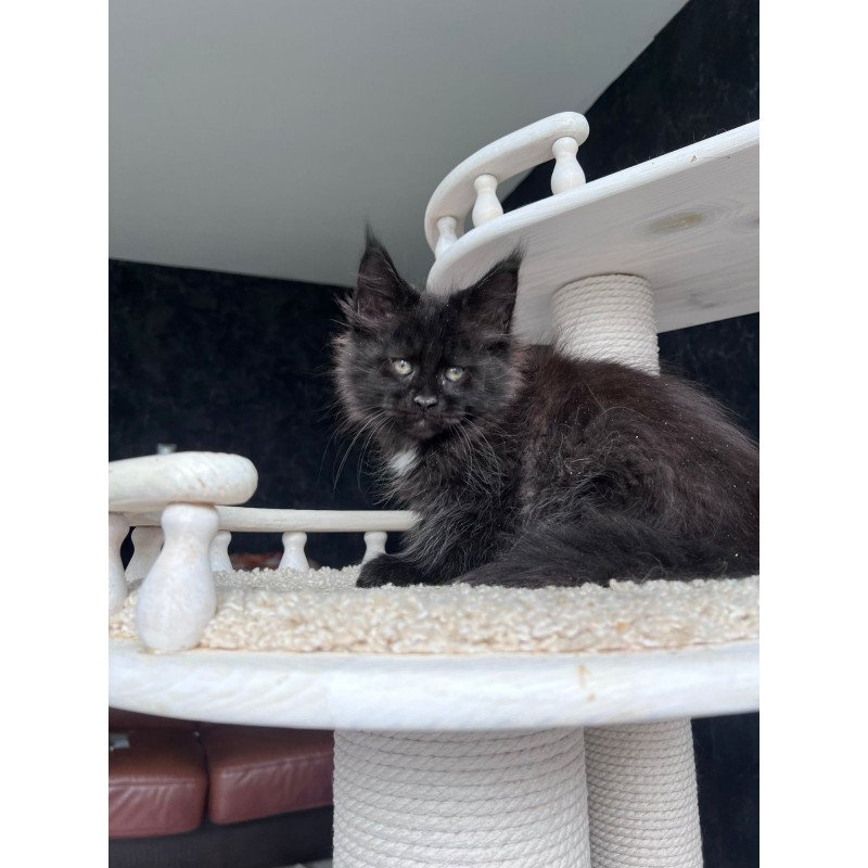 Maine Coon NOV Onix