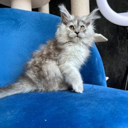 Maine Coon NOV Nadin