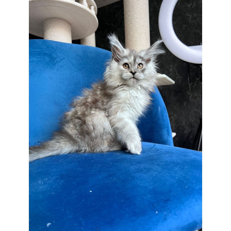 Maine Coon NOV Nadin