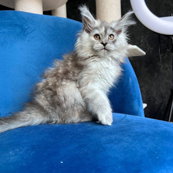 Maine Coon NOV Nadin