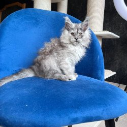 Maine Coon NOV Nadin