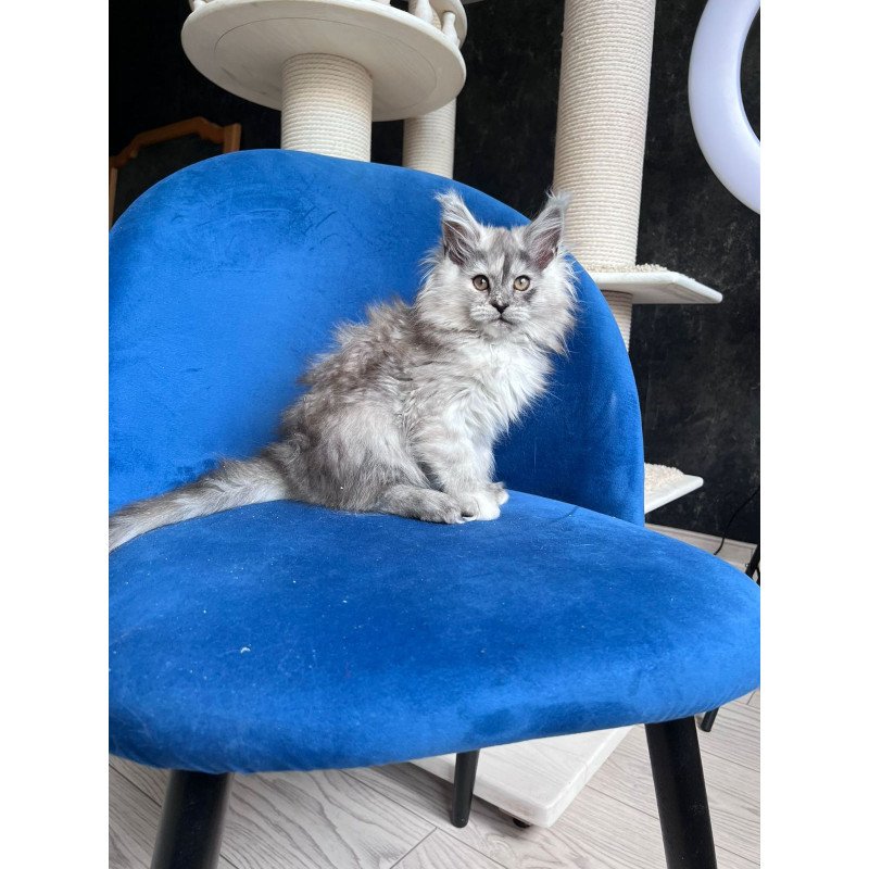 Maine Coon NOV Nadin