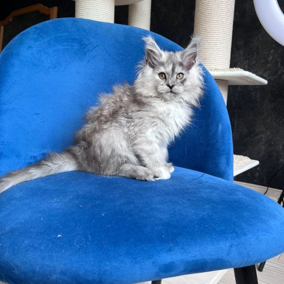 Maine Coon NOV Nadin