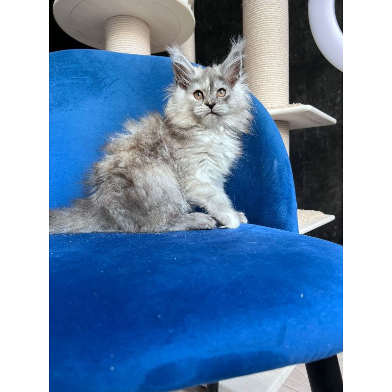 Maine Coon NOV Nadin