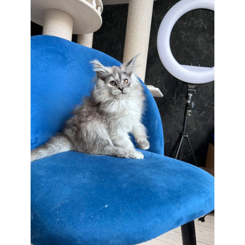 Maine Coon NOV Nadin