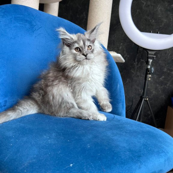 Maine Coon NOV Nadin