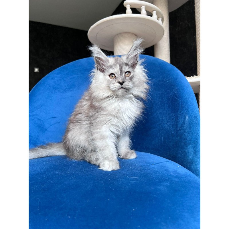 Maine Coon NOV Nadin