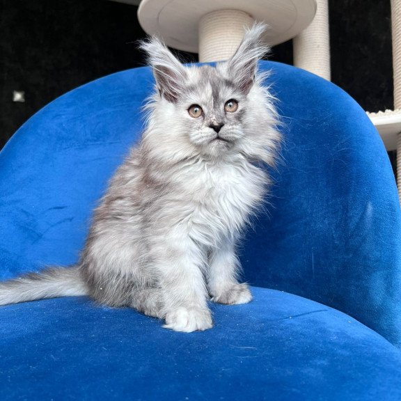 Maine Coon NOV Nadin