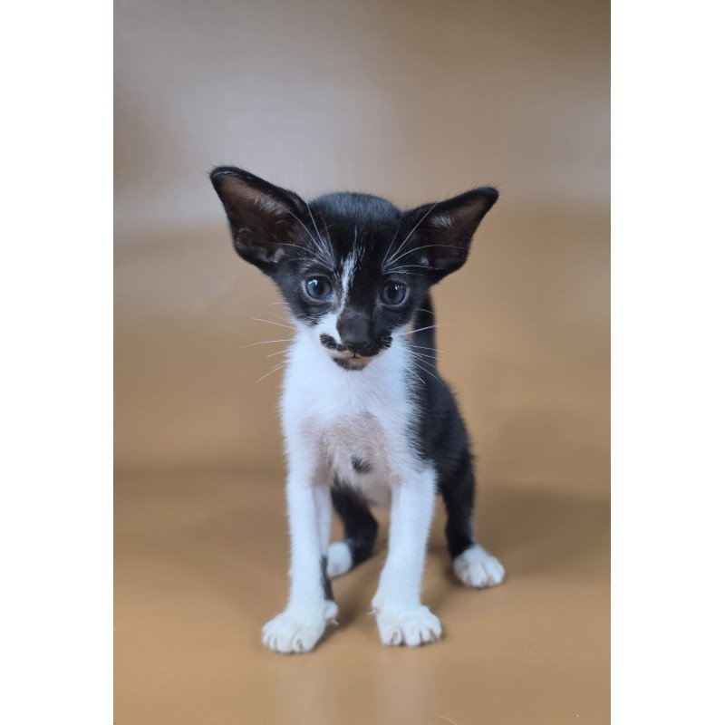 Oriental NOV Dreamcake