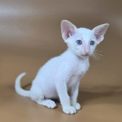 Siamese NOV Draco