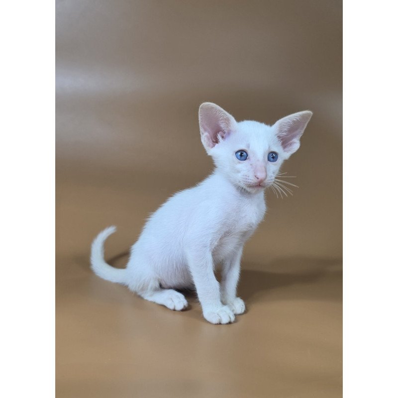 Siamese NOV Draco