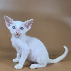 Siamese NOV Draco
