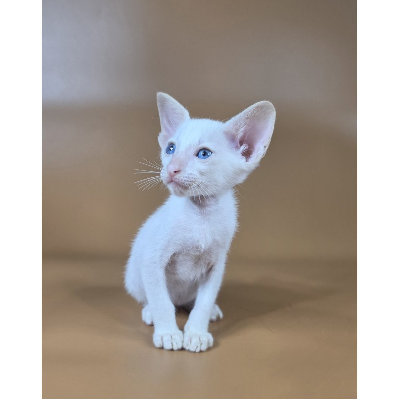 Siamese NOV Draco