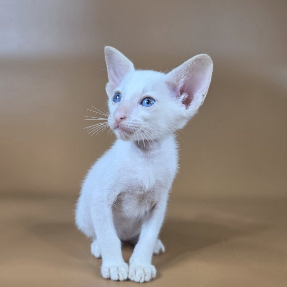 Siamese NOV Draco