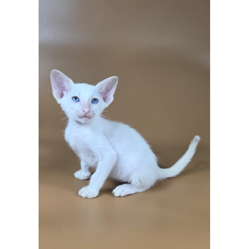 Siamese NOV Draco