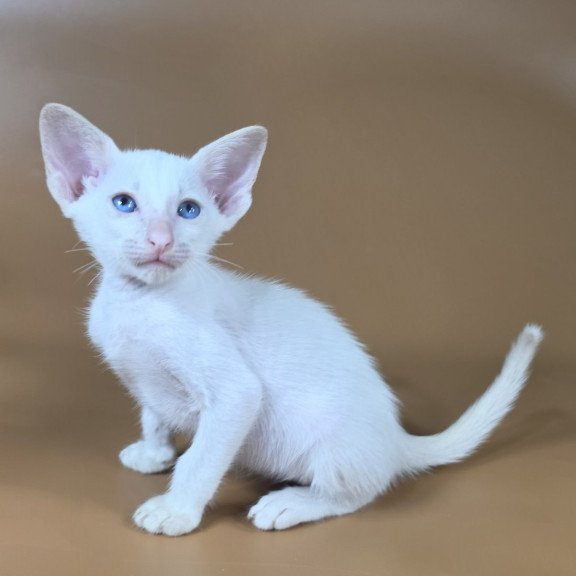 Siamese NOV Draco