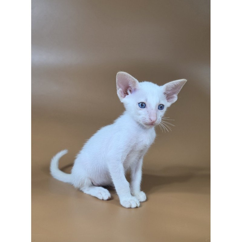Siamese NOV Draco