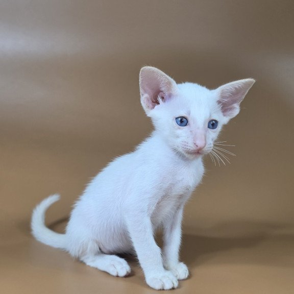 Siamese NOV Draco