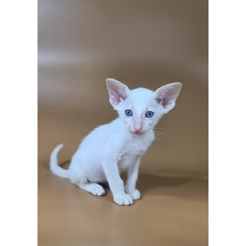 Siamese NOV Draco