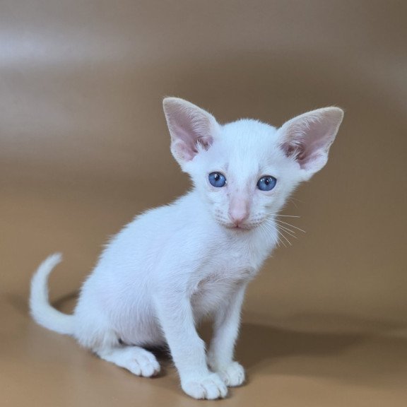 Siamese NOV Draco