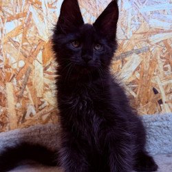 Maine Coon NOV Khal