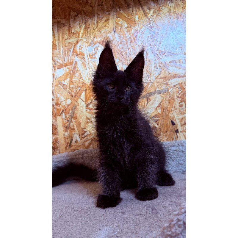 Maine Coon NOV Khal