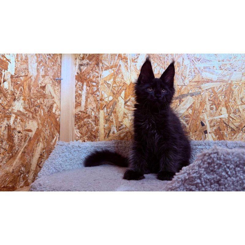 Maine Coon NOV Khal
