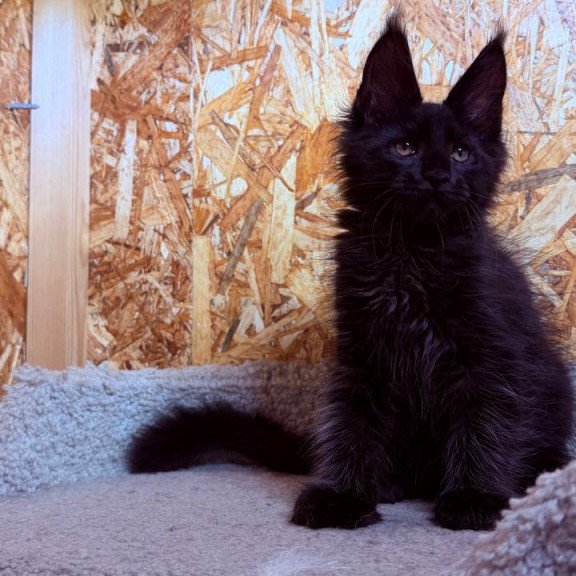Maine Coon NOV Khal