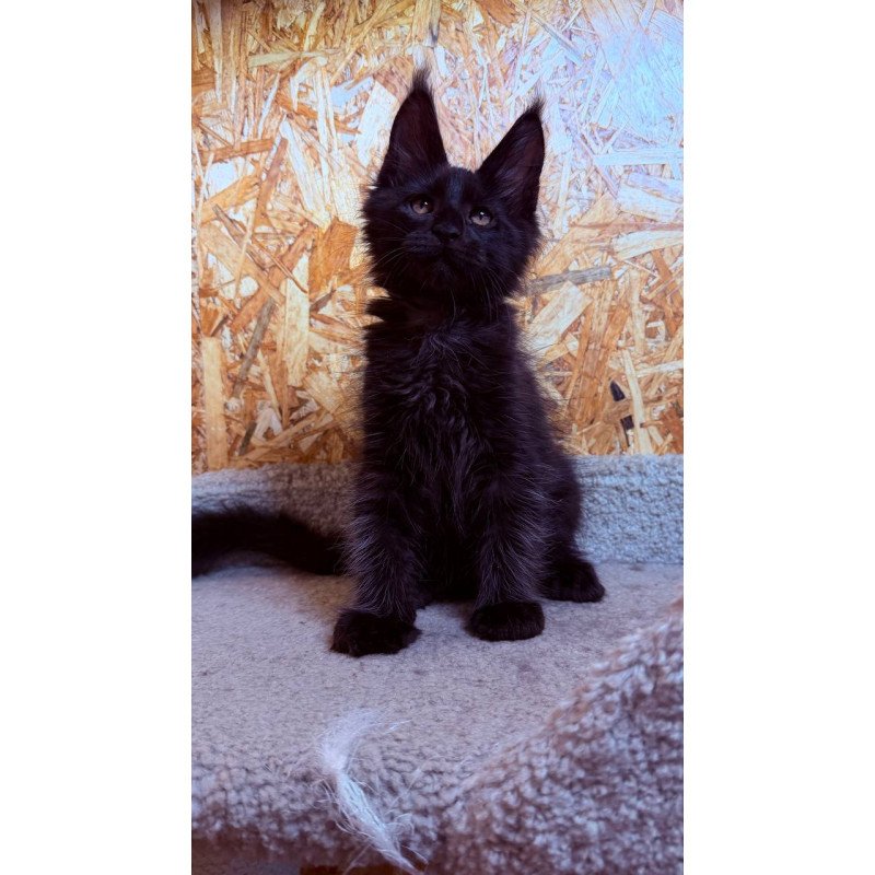 Maine Coon NOV Khal