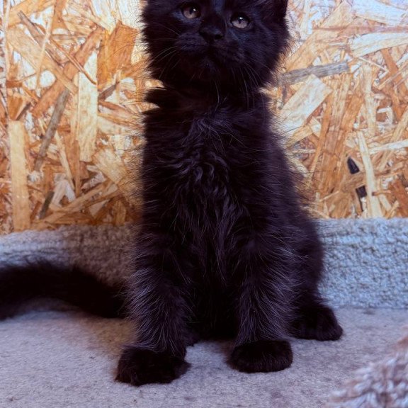 Maine Coon NOV Khal