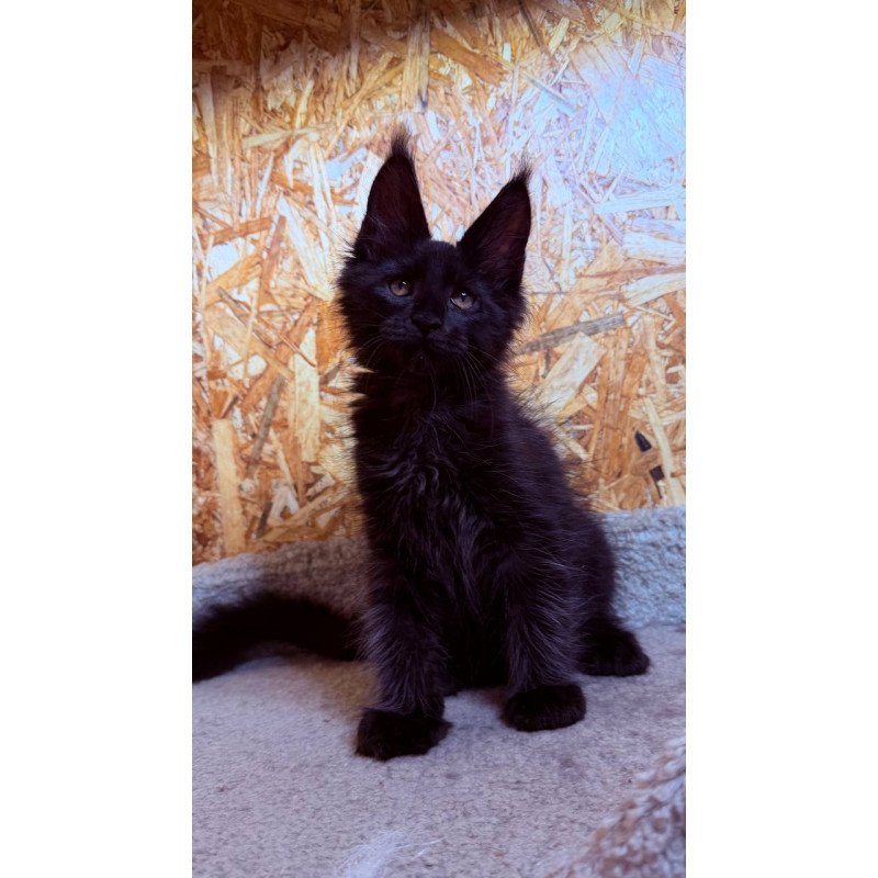 Maine Coon NOV Khal