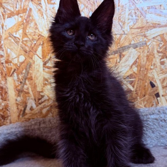 Maine Coon NOV Khal