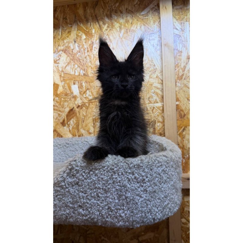 Maine Coon NOV Kaida