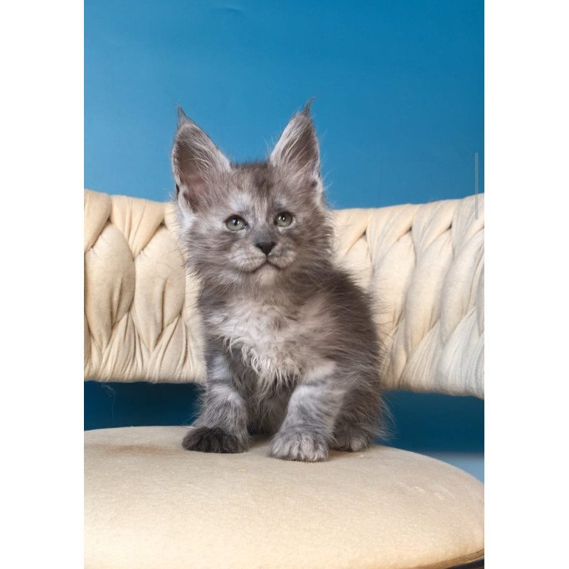 Maine Coon EZ Yaron