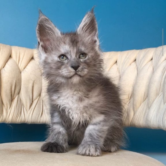 Maine Coon EZ Yaron