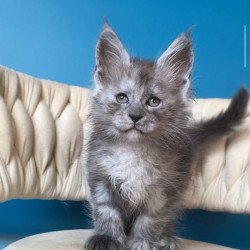 Maine Coon EZ Yaron