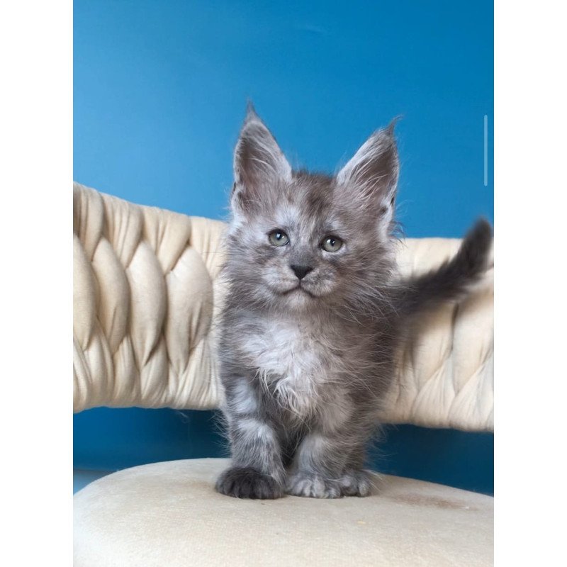Maine Coon EZ Yaron