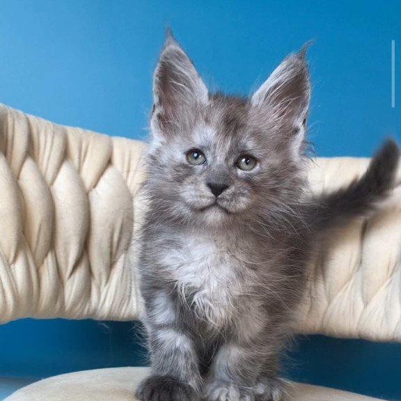 Maine Coon EZ Yaron